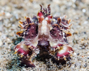 All dressed up and nowhere to go. Flamboyant cuttlefish
... by Terry Steeley 